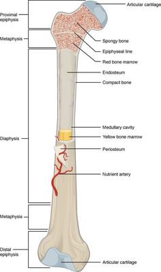 the structure of a long bone and its major structures, labeled in red on a white background