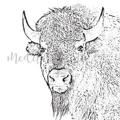 an ink drawing of a bison's head