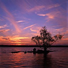 a tree sitting in the middle of a body of water under a purple and blue sky