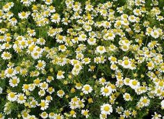 many white and yellow flowers with green stems