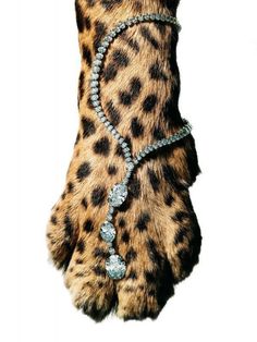 the cover of harry winston's book cheetah, which features an image of a leopard wearing a diamond necklace