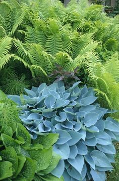 blue and green plants are in the garden