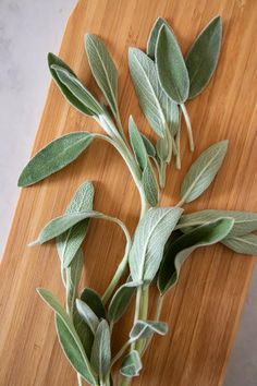 sage leaves on a cutting board ready to be cut into small pieces with the stems still attached