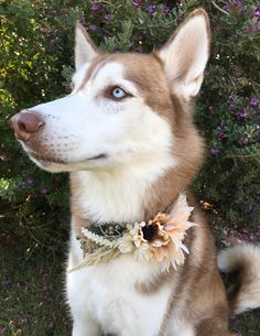 a brown and white dog sitting in the grass with flowers on it's collar