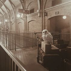 an owl sitting on top of luggage in a train station