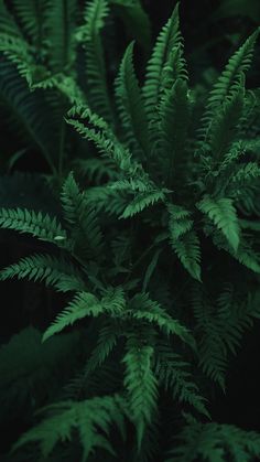 green leaves are growing in the dark