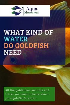 a goldfish with the words what kind of water do goldfish need?