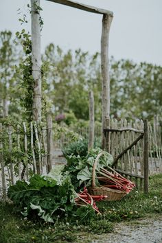 a basket filled with lots of green leafy vegetables next to a wooden bench and fence