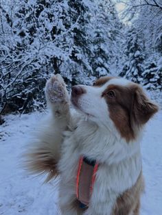 a brown and white dog standing on its hind legs in the snow with it's paw up