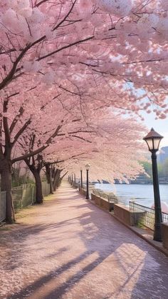 the trees are blooming along the walkway by the water and lampposts in the park