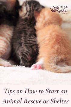 two kittens cuddle together in the middle of a bed with text that reads tips on how to start an animal rescue or shelter