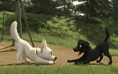 two dogs playing with each other in the grass