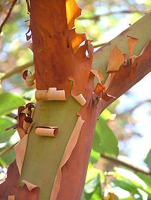 a close up of a tree with leaves on it's trunk and the words, abuutas menzil looks like it's covered with wrapping paper, but there is actually just peeling off its red bark