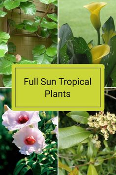 four different types of tropical plants with text overlay that reads full sun tropical plants