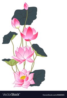 pink lotus flowers with green leaves on white background