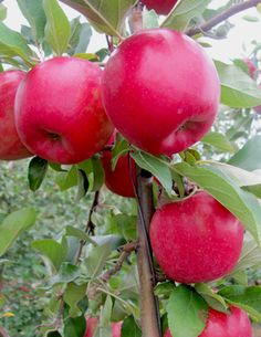 an apple tree filled with lots of red apples