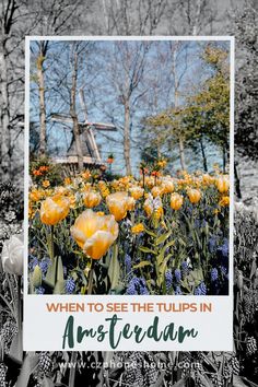 a black and white photo with yellow flowers in the foreground, an old windmill in the background