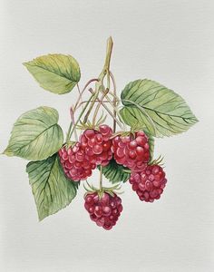 a painting of berries with green leaves