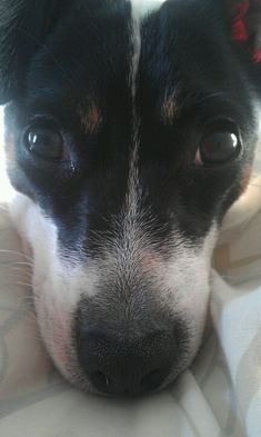 a black and white dog laying on top of a bed