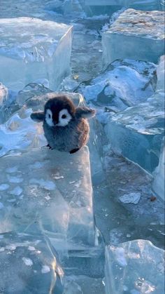 an owl is sitting on some ice chunks