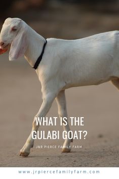 a white goat walking across a dirt field with the words what is the gulabi goat?