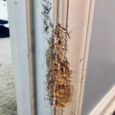 the door is covered in moldy brown paint and has been opened to reveal an insect's nest