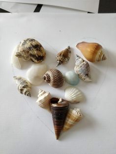 several seashells are arranged in a heart shape