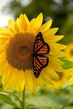 a butterfly sitting on top of a sunflower