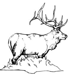 an elk with large antlers standing on top of a hill in the woods, vintage line drawing or engraving illustration