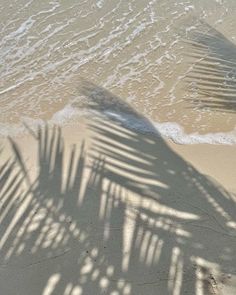 the shadow of a palm tree is cast on the sand by the water's edge