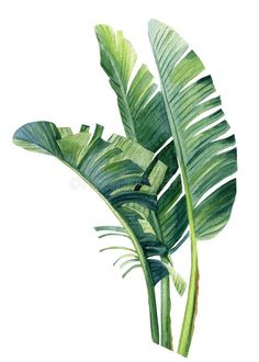 Banana Leaf Decor, Tropical Leaves Illustration, Banana Leaf Art, Jungle Mural, Leaf Watercolor, Leaves Illustration, Leaf Illustration, Abstract Flower Art, Art Tropical