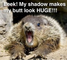 Groundhog Humor, My Shadow, Cute Animal Memes, Koala Bear