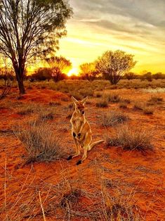 a kangaroo standing in the middle of a field at sunset with trees and bushes behind it