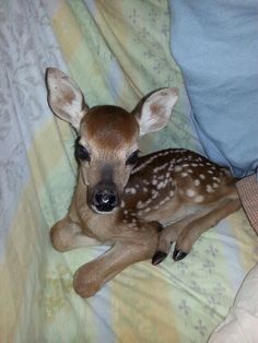 a small deer laying on top of a bed