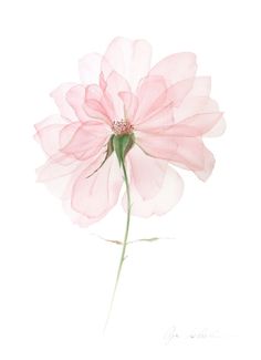 a pink flower on a white background