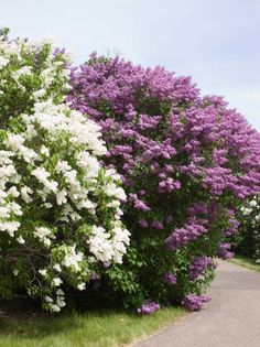 purple and white flowers line the side of a road