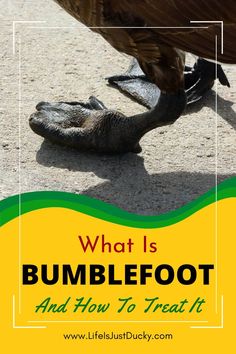 what is bumblefoot and how to treat it? - life's just like ducky