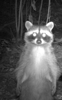 a raccoon standing on its hind legs looking at the camera with glowing eyes