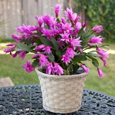 purple flowers in a basket sitting on a table outside with grass and fence behind it