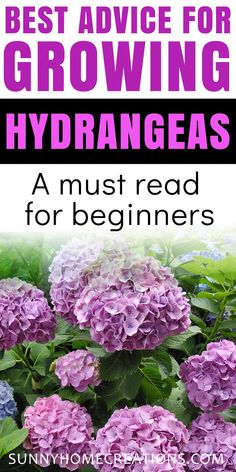 the best advice for growing hydrangeas