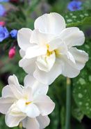 two white flowers with blue and pink flowers in the background