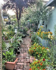 a garden with lots of flowers and plants in it