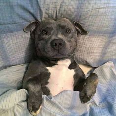 a black and white dog laying on top of a bed covered in blue sheets with his paws hanging out