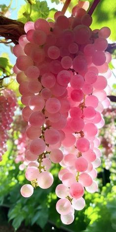 some pink grapes hanging from a tree in the sun with leaves and flowers around them