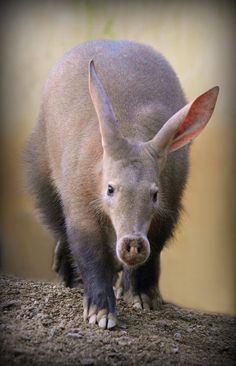 an animal that is standing on some dirt