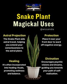 🌿 Ever wondered how the innocuous Snake Plant you have sitting in your living room could be a potent tool in your quest for self-discovery and inner peace?  🍃 Snake Plant, also known as Sansevieria or Mother-in-law's Tongue, is one of the most powerful plants in Wicca. Its magickal properties have been revered for centuries and it's about time you discovered them too!  🔮 The Snake Plant is associated with the element of air, which represents intellect, understanding, and communication. It is believed to stimulate mental powers and assist in explorations of the unconscious mind. Plants For Spiritual Protection, Snake Plant Decor Living Rooms, Mother In Law Tongue Plant, Mother In Laws Tongue, Magical Herbs Witchcraft, Element Of Air, Hoodoo Magic, Unconscious Mind, Magickal Herbs