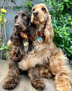 two brown dogs sitting next to each other on top of a wooden floor in front of green plants