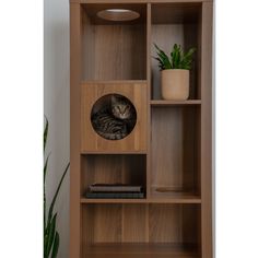 a cat sitting in a wooden shelf next to a potted plant and some books