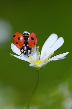 two ladybugs sitting on top of a white flower