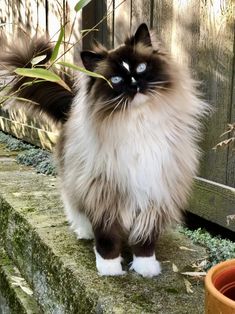 a black and white cat standing on top of a stone wall next to a potted plant